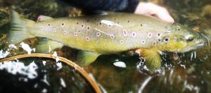 Brown Trout