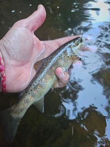 Brown Trout