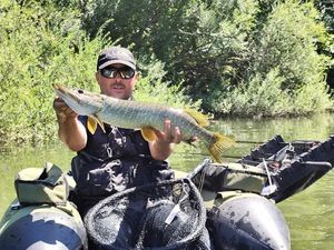 Northern Pike