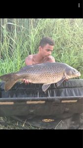 Common Carp
