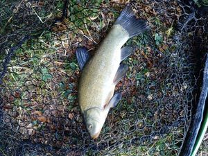 Tench