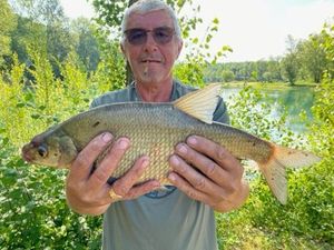 Common Bream