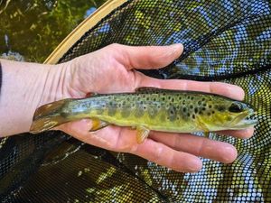 Brown Trout