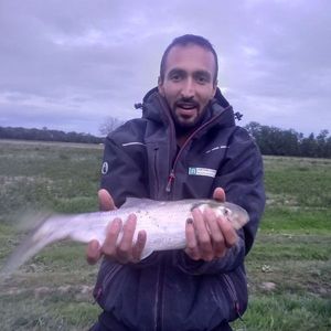 Twaite Shad