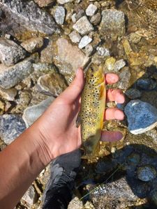 Brown Trout
