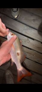 Lane Snapper