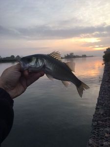 European Bass (Seabass)