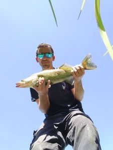 Zander