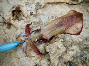 European Squid