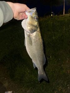 European Bass (Seabass)