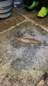 European Squid