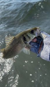 European Bass (Seabass)