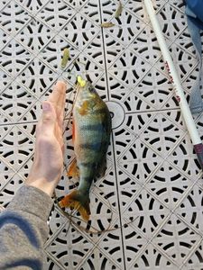 European Perch