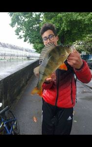 European Perch