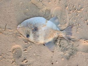 Triggerfish