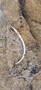 Garfish