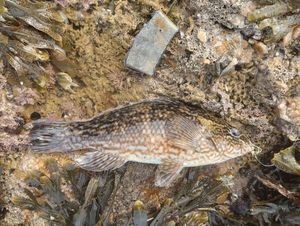 Ballan Wrasse
