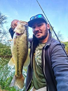Largemouth Bass