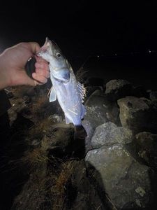European Bass (Seabass)