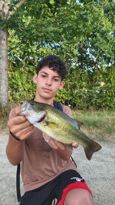 Largemouth Bass