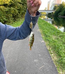 Yellow Perch