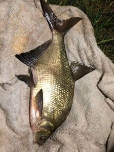 Common Bream
