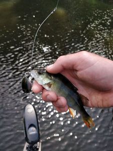 European Perch