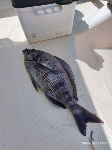 Black Seabream