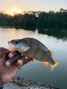 European Perch