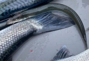Northern Sand Lance
