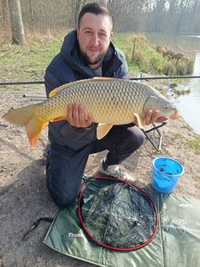 Common Carp
