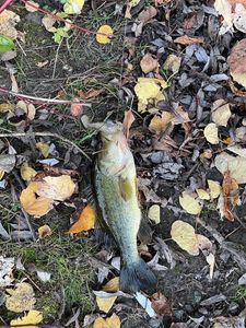 Largemouth Bass