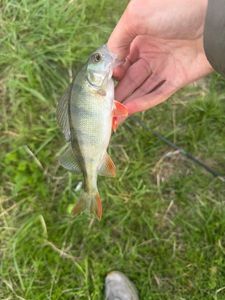 European Perch