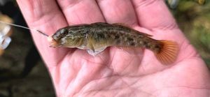 Round Goby