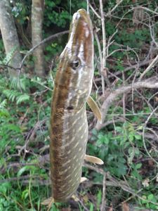 Northern Pike