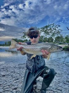 Brown Trout