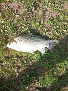 Crucian Carp