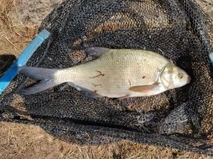 Common Bream