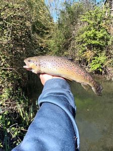 Brown Trout