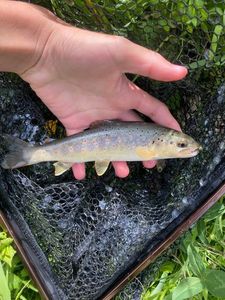 Brown Trout