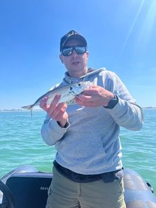 Atlantic Horse Mackerel