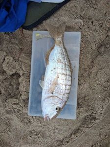 Sand Steenbras