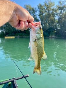 Largemouth Bass