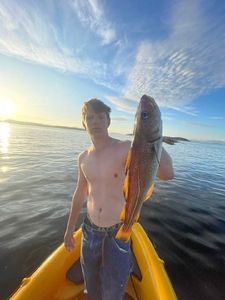 Atlantic Cod (Baltic)