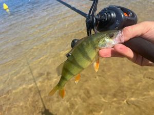 European Perch