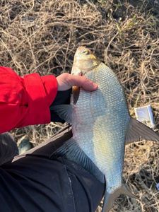 Common Bream