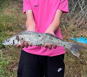 Zander