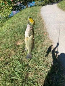 Largemouth Bass