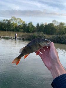 European Perch