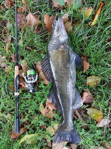 Zander